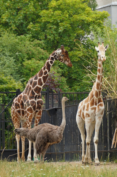 Зоопарк, жирафы и страус