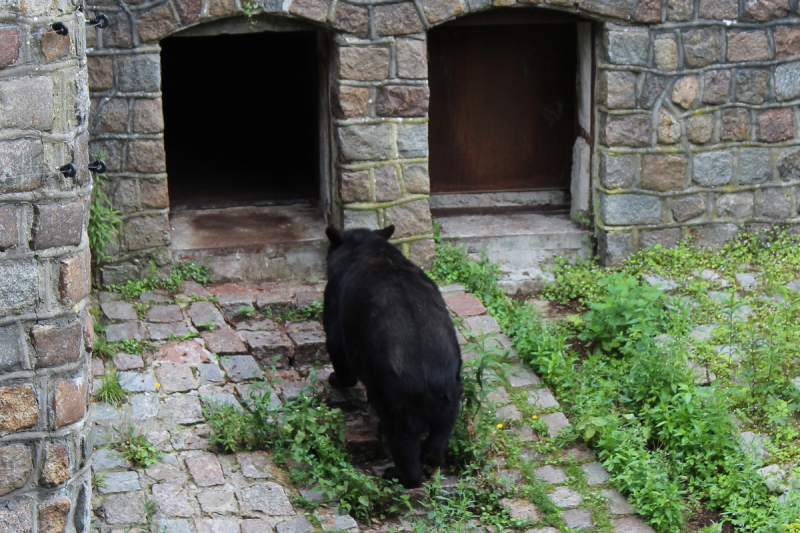 Зоопарк, барибал