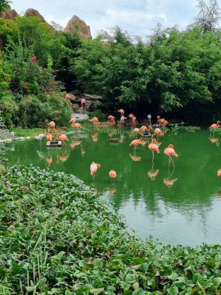 По Вьетнаму с вьетнамцами. С 25 сентября по 9 октября 2022 года. Hanoi - SаPа - Halong Bay - Nha Trang - Dalat - Hanoi.