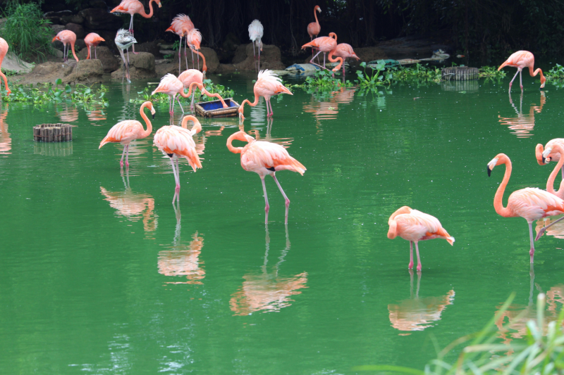 По Вьетнаму с вьетнамцами. С 25 сентября по 9 октября 2022 года. Hanoi - SаPа - Halong Bay - Nha Trang - Dalat - Hanoi.
