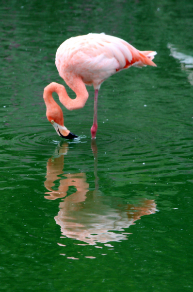 По Вьетнаму с вьетнамцами. С 25 сентября по 9 октября 2022 года. Hanoi - SаPа - Halong Bay - Nha Trang - Dalat - Hanoi.