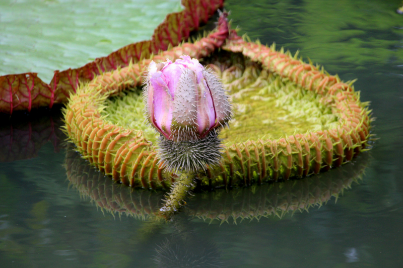 По Вьетнаму с вьетнамцами. С 25 сентября по 9 октября 2022 года. Hanoi - SаPа - Halong Bay - Nha Trang - Dalat - Hanoi.