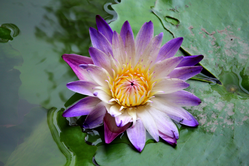 По Вьетнаму с вьетнамцами. С 25 сентября по 9 октября 2022 года. Hanoi - SаPа - Halong Bay - Nha Trang - Dalat - Hanoi.