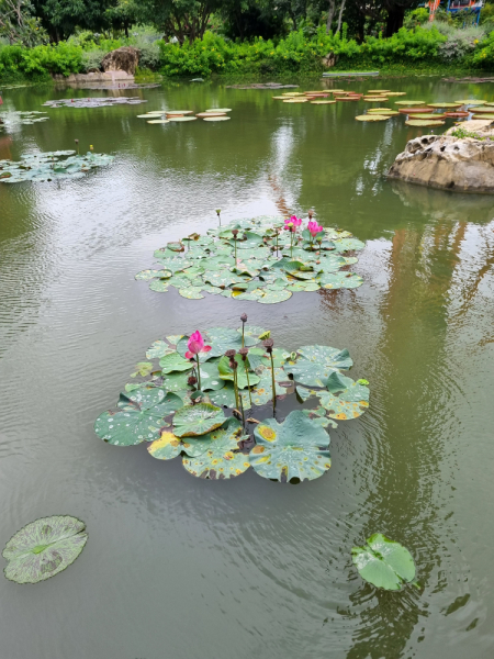 По Вьетнаму с вьетнамцами. С 25 сентября по 9 октября 2022 года. Hanoi - SаPа - Halong Bay - Nha Trang - Dalat - Hanoi.