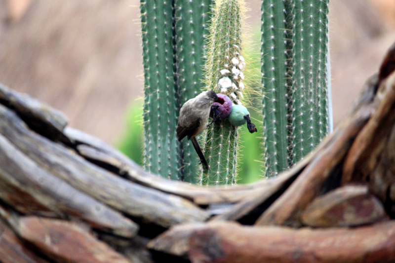 По Вьетнаму с вьетнамцами. С 25 сентября по 9 октября 2022 года. Hanoi - SаPа - Halong Bay - Nha Trang - Dalat - Hanoi.