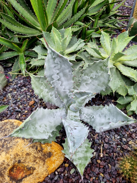 По Вьетнаму с вьетнамцами. С 25 сентября по 9 октября 2022 года. Hanoi - SаPа - Halong Bay - Nha Trang - Dalat - Hanoi.