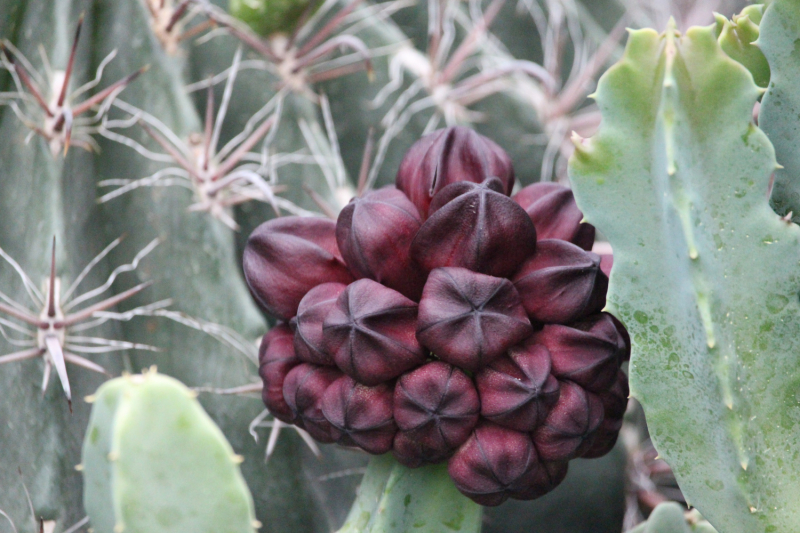 По Вьетнаму с вьетнамцами. С 25 сентября по 9 октября 2022 года. Hanoi - SаPа - Halong Bay - Nha Trang - Dalat - Hanoi.