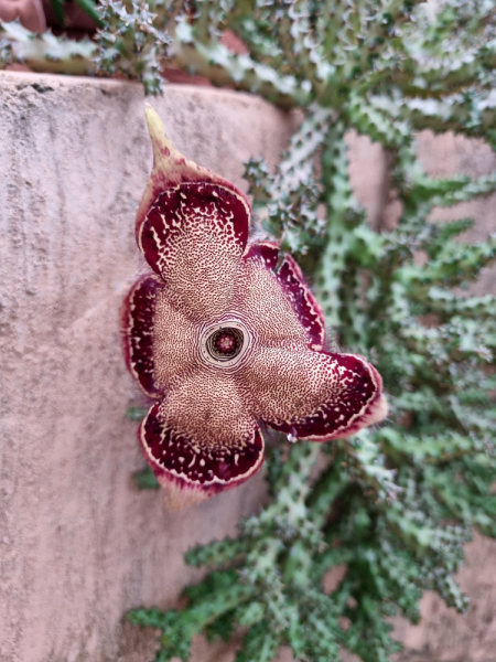 По Вьетнаму с вьетнамцами. С 25 сентября по 9 октября 2022 года. Hanoi - SаPа - Halong Bay - Nha Trang - Dalat - Hanoi.