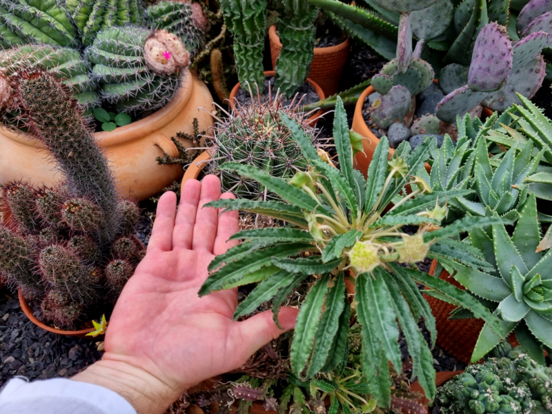 По Вьетнаму с вьетнамцами. С 25 сентября по 9 октября 2022 года. Hanoi - SаPа - Halong Bay - Nha Trang - Dalat - Hanoi.