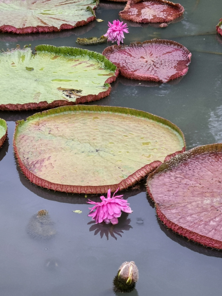 По Вьетнаму с вьетнамцами. С 25 сентября по 9 октября 2022 года. Hanoi - SаPа - Halong Bay - Nha Trang - Dalat - Hanoi.
