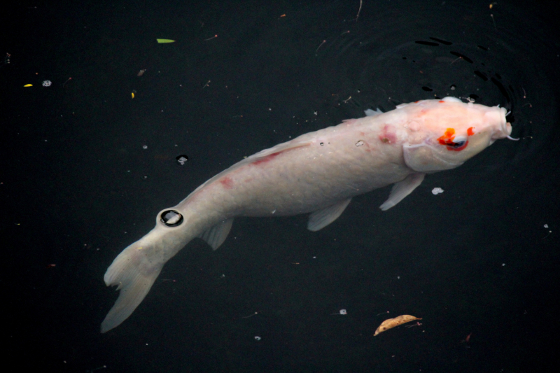 По Вьетнаму с вьетнамцами. С 25 сентября по 9 октября 2022 года. Hanoi - SаPа - Halong Bay - Nha Trang - Dalat - Hanoi.