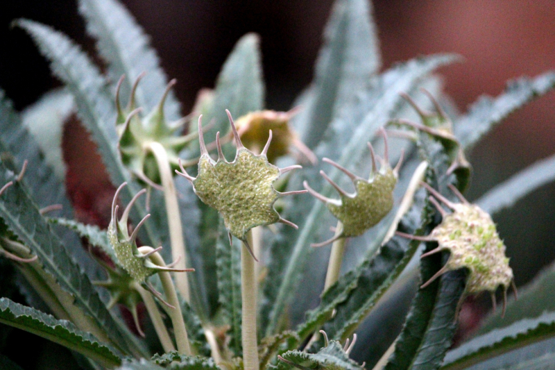 По Вьетнаму с вьетнамцами. С 25 сентября по 9 октября 2022 года. Hanoi - SаPа - Halong Bay - Nha Trang - Dalat - Hanoi.