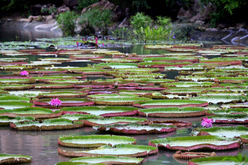 По Вьетнаму с вьетнамцами. С 25 сентября по 9 октября 2022 года. Hanoi - SаPа - Halong Bay - Nha Trang - Dalat - Hanoi.