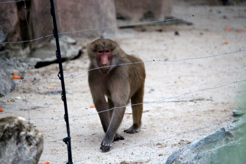 По Вьетнаму с вьетнамцами. С 25 сентября по 9 октября 2022 года. Hanoi - SаPа - Halong Bay - Nha Trang - Dalat - Hanoi.