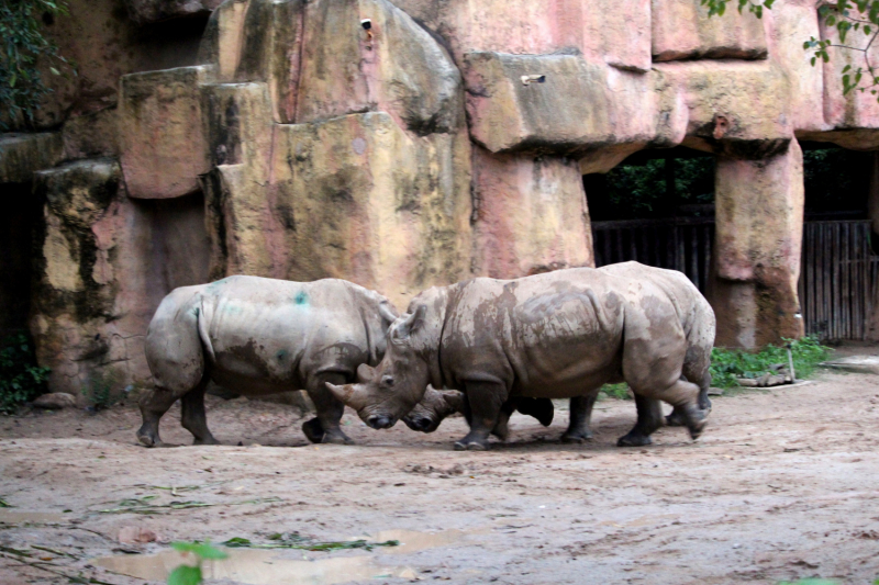 По Вьетнаму с вьетнамцами. С 25 сентября по 9 октября 2022 года. Hanoi - SаPа - Halong Bay - Nha Trang - Dalat - Hanoi.