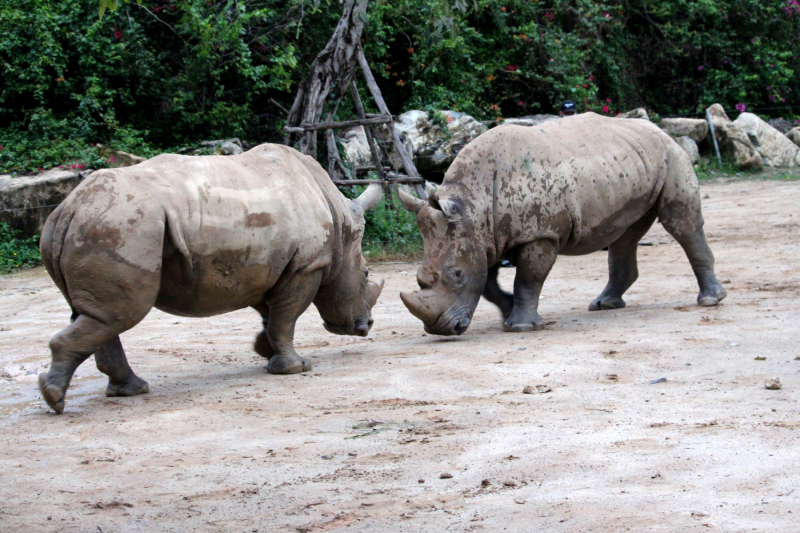 По Вьетнаму с вьетнамцами. С 25 сентября по 9 октября 2022 года. Hanoi - SаPа - Halong Bay - Nha Trang - Dalat - Hanoi.