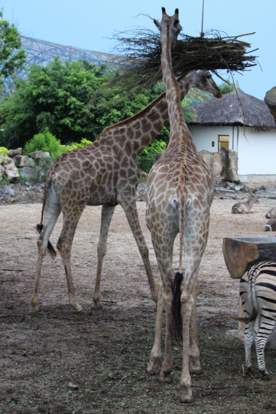 По Вьетнаму с вьетнамцами. С 25 сентября по 9 октября 2022 года. Hanoi - SаPа - Halong Bay - Nha Trang - Dalat - Hanoi.
