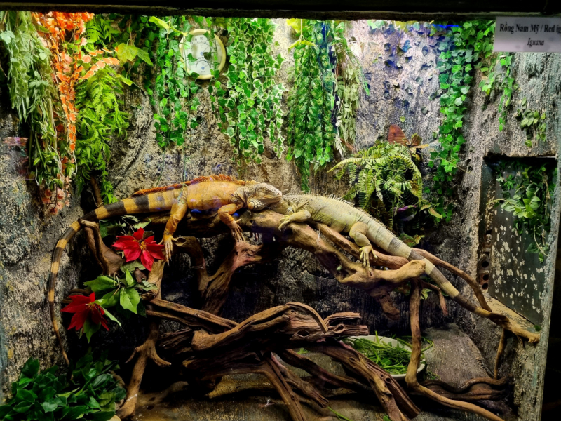 По Вьетнаму с вьетнамцами. С 25 сентября по 9 октября 2022 года. Hanoi - SаPа - Halong Bay - Nha Trang - Dalat - Hanoi.