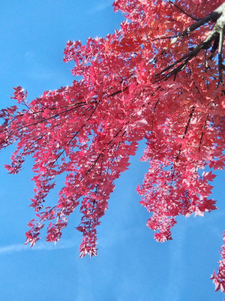 Эльзас, Люксембург, Монако и другие кусочки паззла - не съесть, но надкусить.
