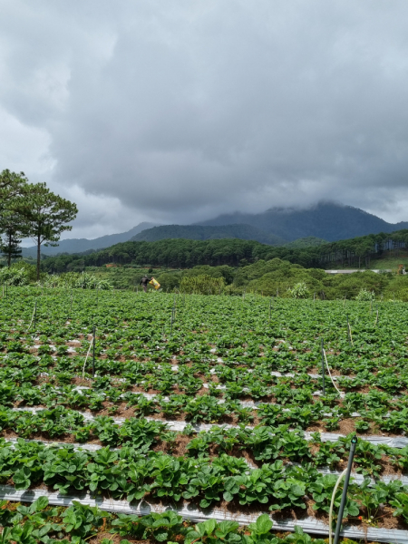 По Вьетнаму с вьетнамцами. С 25 сентября по 9 октября 2022 года. Hanoi - SаPа - Halong Bay - Nha Trang - Dalat - Hanoi.