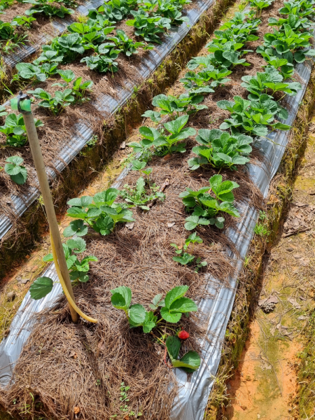 По Вьетнаму с вьетнамцами. С 25 сентября по 9 октября 2022 года. Hanoi - SаPа - Halong Bay - Nha Trang - Dalat - Hanoi.