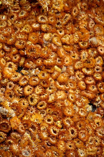 По Вьетнаму с вьетнамцами. С 25 сентября по 9 октября 2022 года. Hanoi - SаPа - Halong Bay - Nha Trang - Dalat - Hanoi.