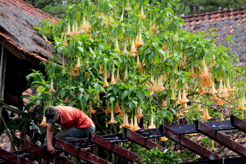По Вьетнаму с вьетнамцами. С 25 сентября по 9 октября 2022 года. Hanoi - SаPа - Halong Bay - Nha Trang - Dalat - Hanoi.