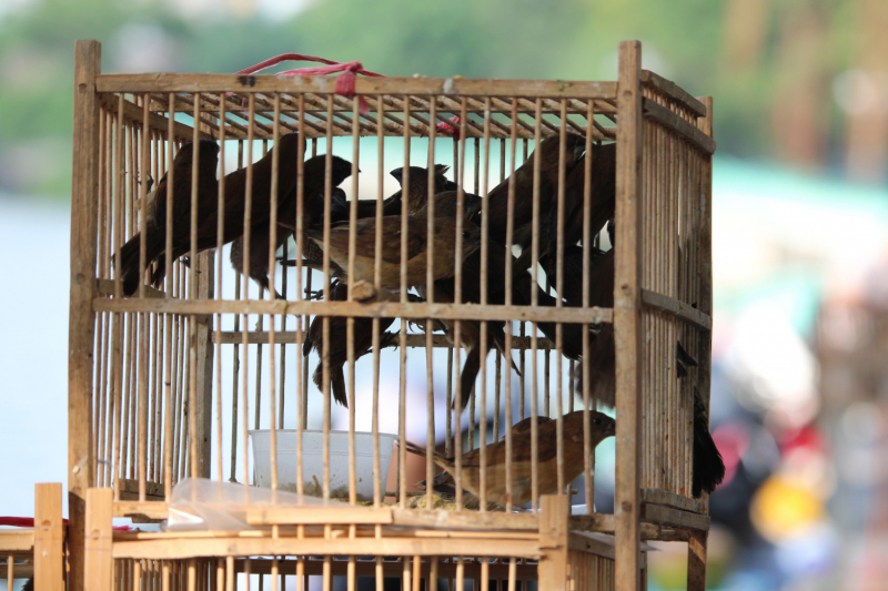 По Вьетнаму с вьетнамцами. С 25 сентября по 9 октября 2022 года. Hanoi - SаPа - Halong Bay - Nha Trang - Dalat - Hanoi.