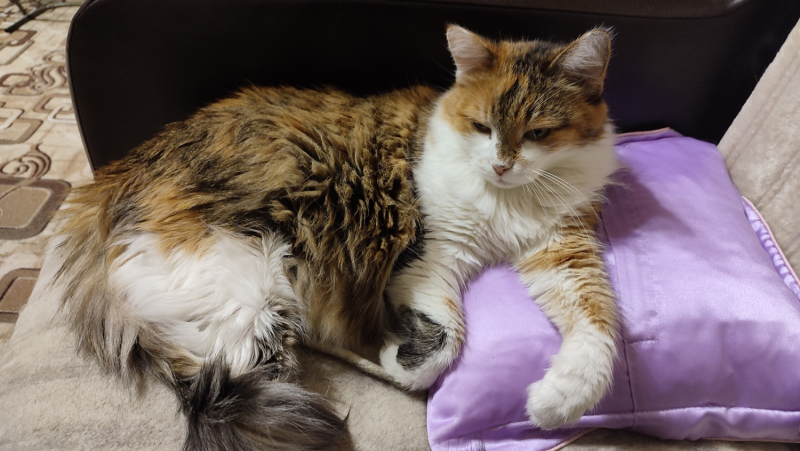 Кошки в нашей жизни. Кошки и все, что с ними связано.