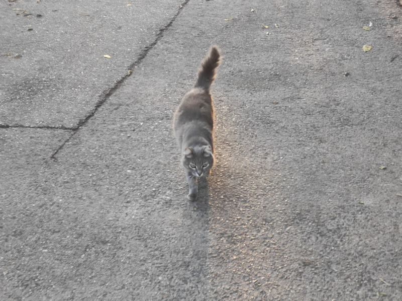 La mia vita. Римские записки, дневник онлайн