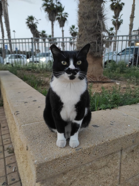 La mia vita. Римские записки, дневник онлайн