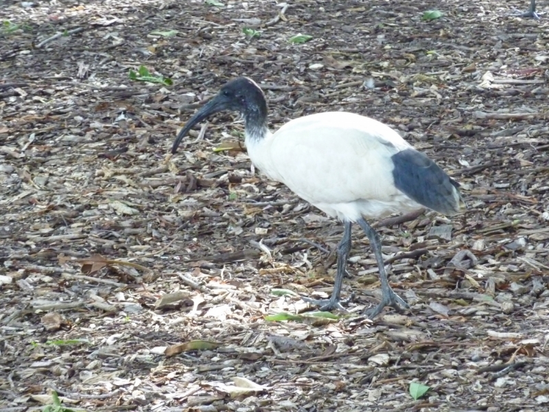 Австралия. Тасмания. Январь 2012 год.