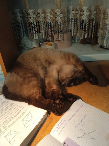 Кошки в нашей жизни. Кошки и все, что с ними связано.