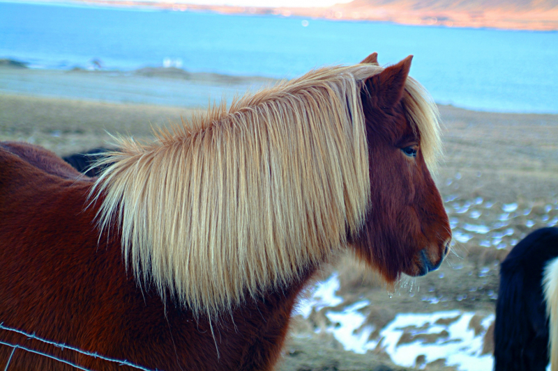 Фотографии животного мира