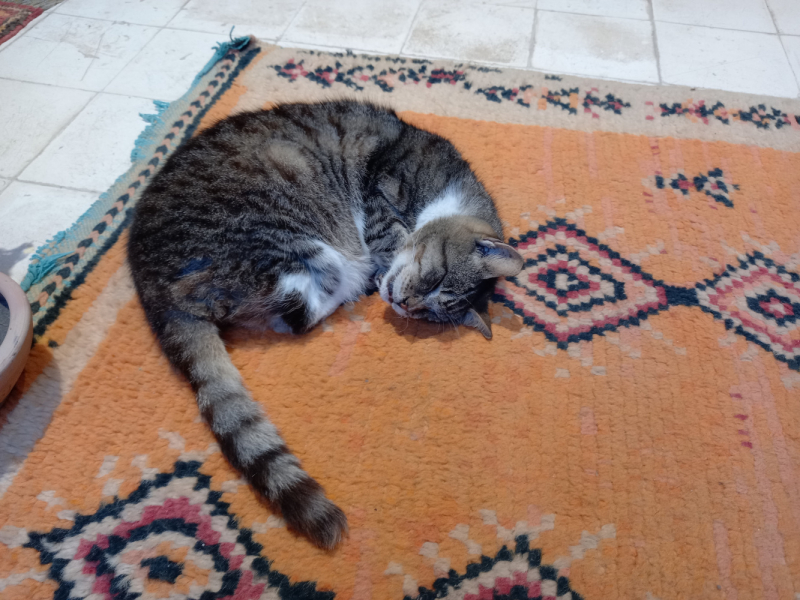 Марокко: кошки Эссуэйры, Марракеша, Айт-Бен-Хадду, Уарзазата и Агадира.