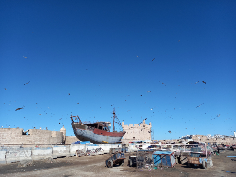 Марокко: кошки Эссуэйры, Марракеша, Айт-Бен-Хадду, Уарзазата и Агадира.