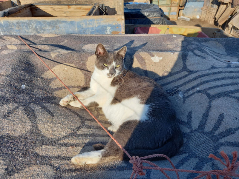 Марокко: кошки Эссуэйры, Марракеша, Айт-Бен-Хадду, Уарзазата и Агадира.