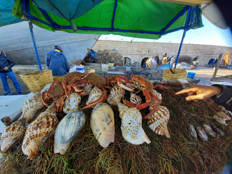 Марокко: кошки Эссуэйры, Марракеша, Айт-Бен-Хадду, Уарзазата и Агадира.