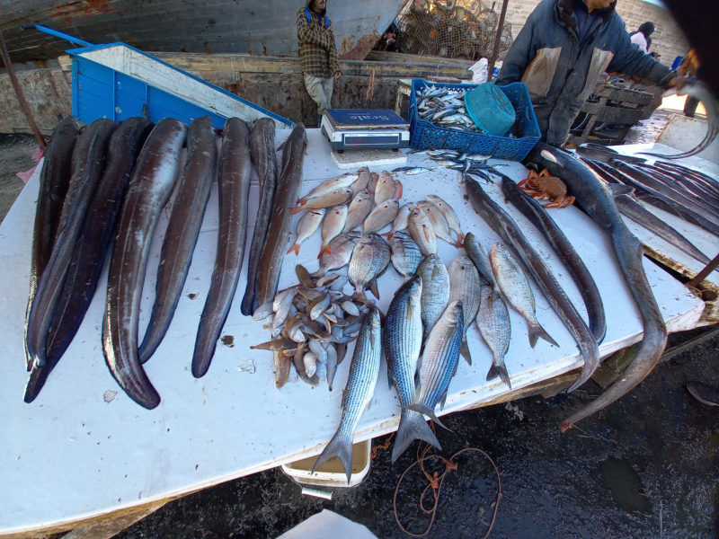 Марокко: кошки Эссуэйры, Марракеша, Айт-Бен-Хадду, Уарзазата и Агадира.