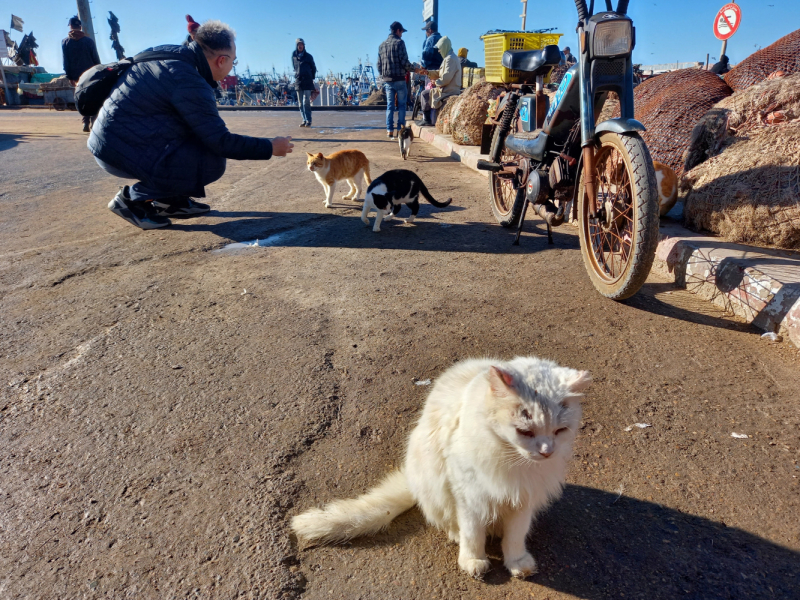 Марокко: кошки Эссуэйры, Марракеша, Айт-Бен-Хадду, Уарзазата и Агадира.