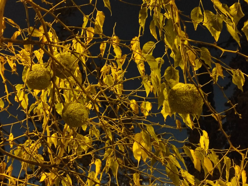 La mia vita. Римские записки, дневник онлайн