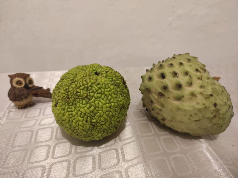 La mia vita. Римские записки, дневник онлайн