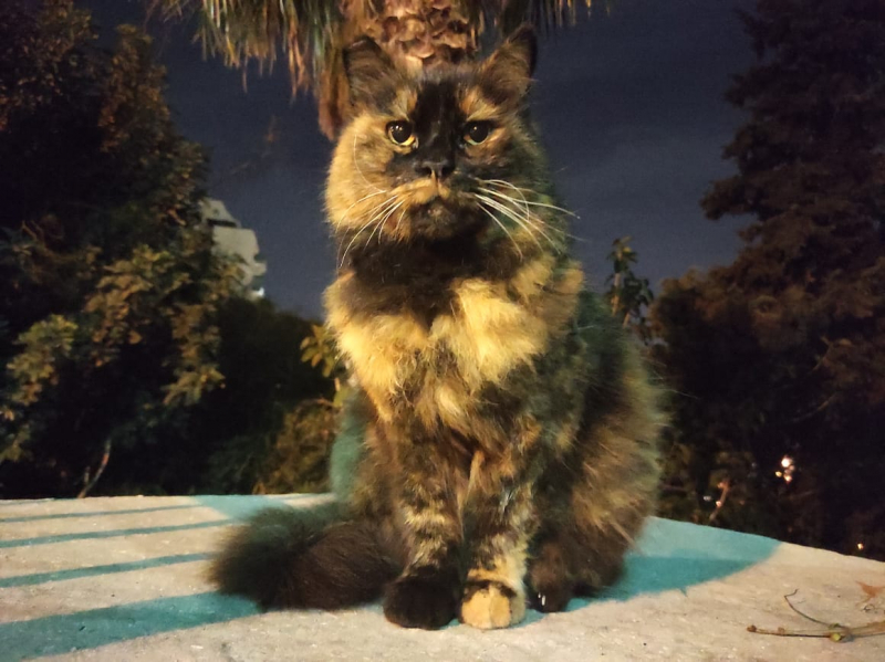 La mia vita. Римские записки, дневник онлайн