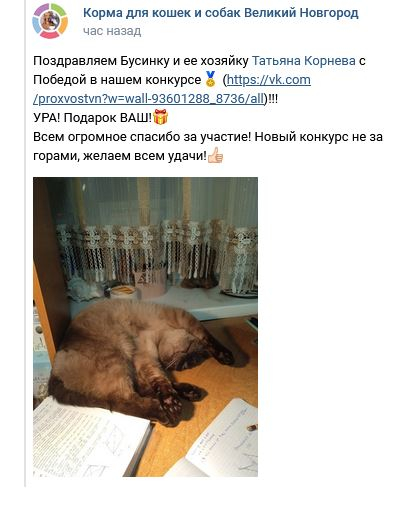 Кошки в нашей жизни. Кошки и все, что с ними связано.