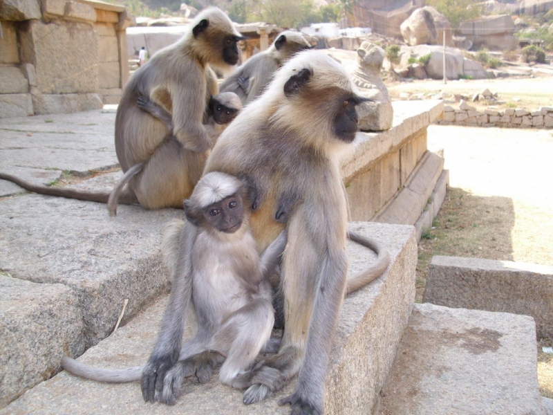 2011г.Пятимесячное путешествие по Индии с маленьким ребёнком