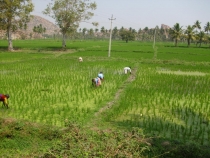 2011г.Пятимесячное путешествие по Индии с маленьким ребёнком