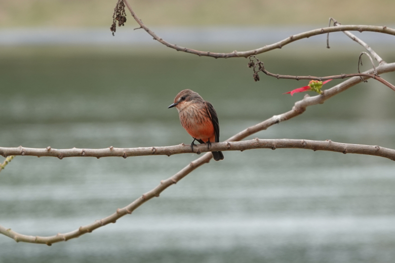 Активный взгляд на Перу летом 2022 г. (трое здоровы, а у одного ножка болит)
