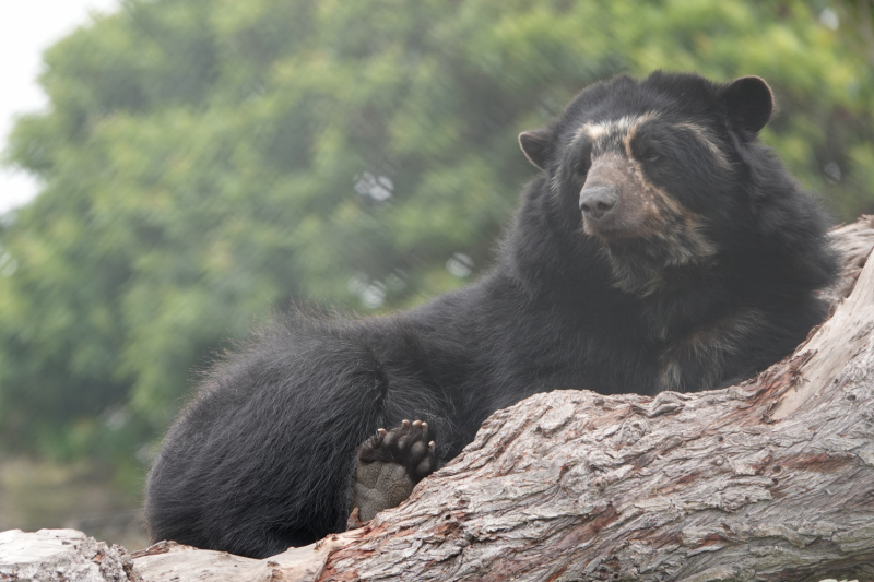 Активный взгляд на Перу летом 2022 г. (трое здоровы, а у одного ножка болит)