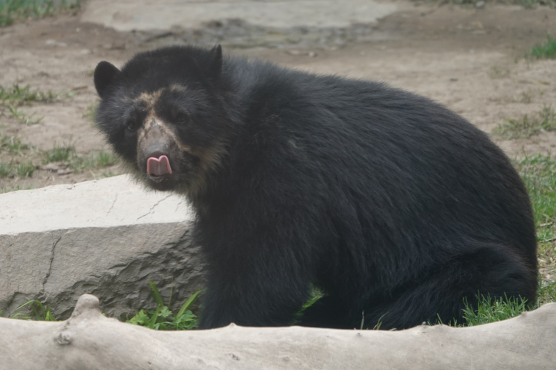 Активный взгляд на Перу летом 2022 г. (трое здоровы, а у одного ножка болит)