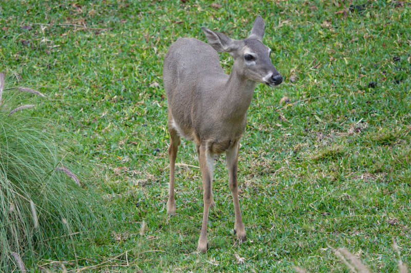 Активный взгляд на Перу летом 2022 г. (трое здоровы, а у одного ножка болит)
